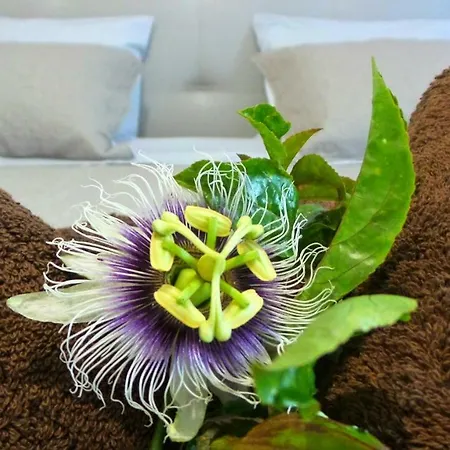 Apartment Jacinta *
